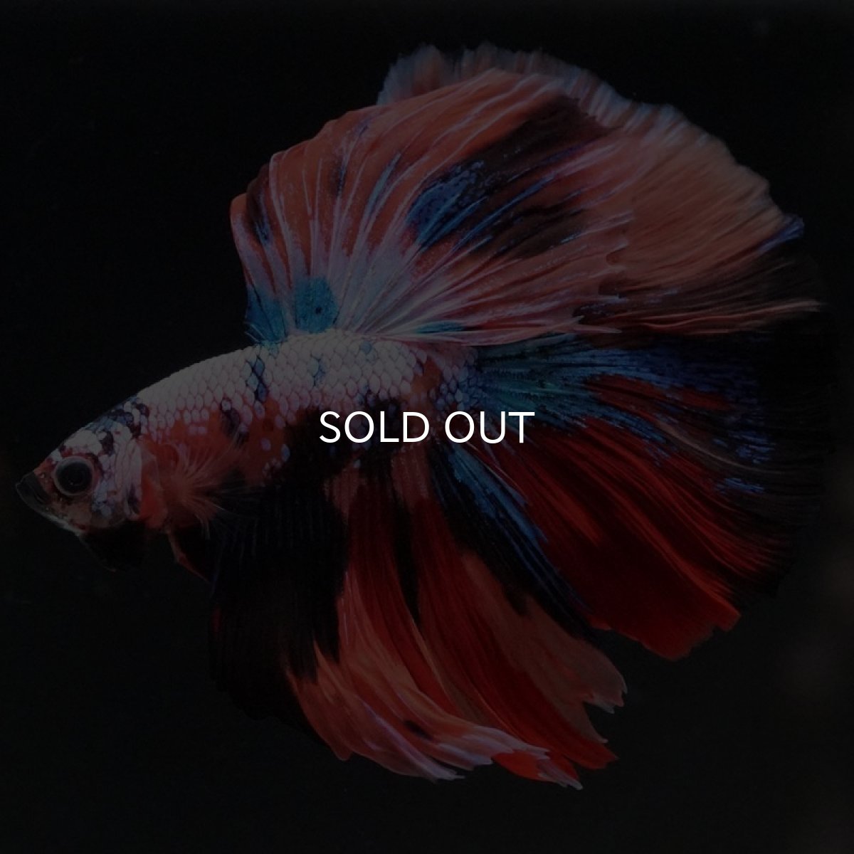 画像5: HM キャンディギャラクシー (5)