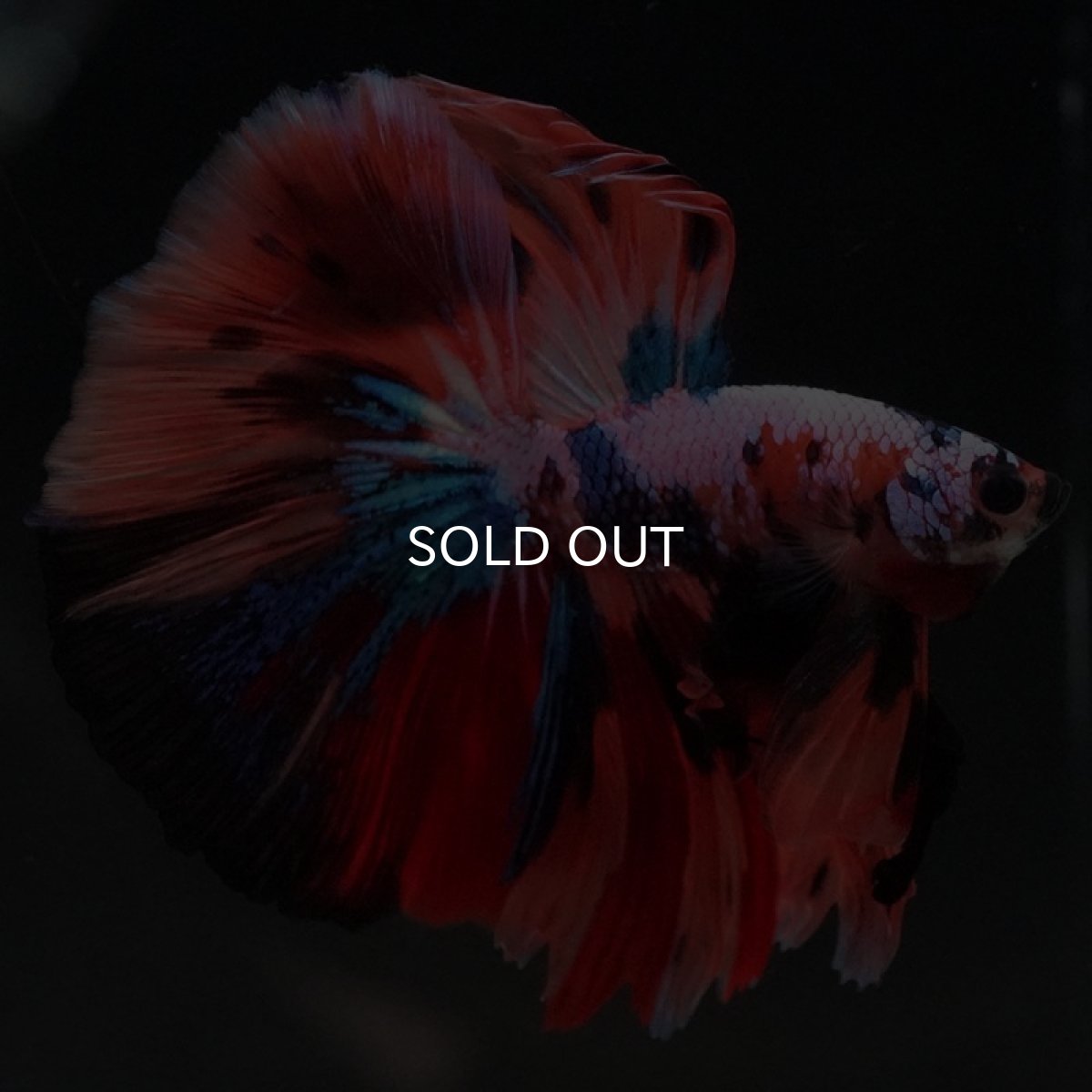 画像4: HM キャンディギャラクシー (4)