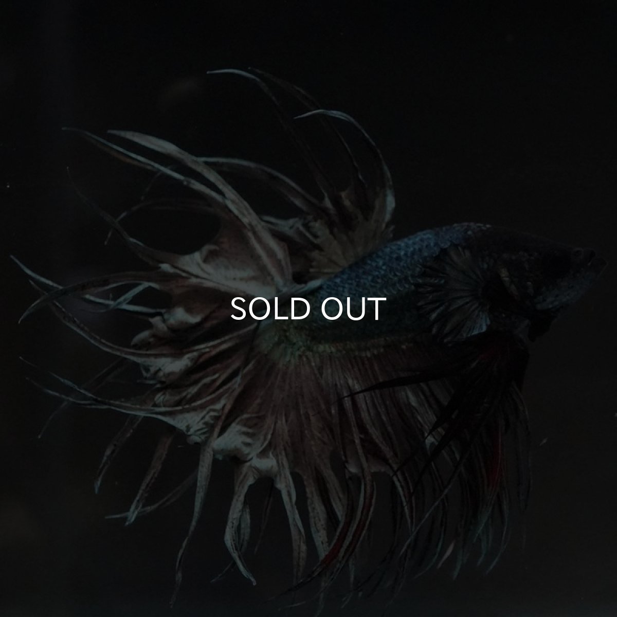 画像3: KCT　カッパー (3)