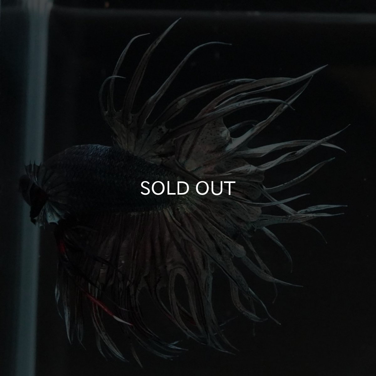 画像13: KCT　カッパー (13)