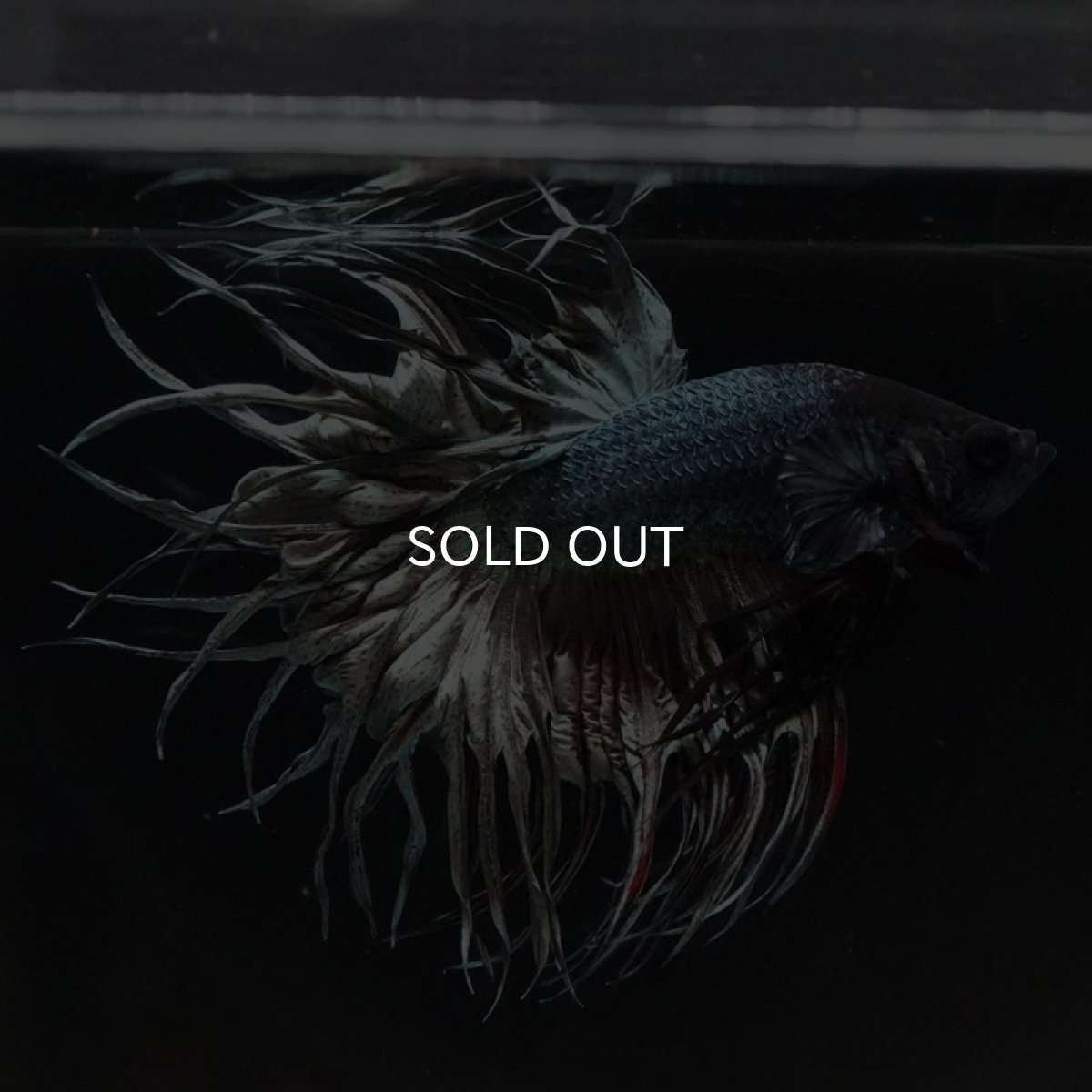 画像11: KCT　カッパー (11)