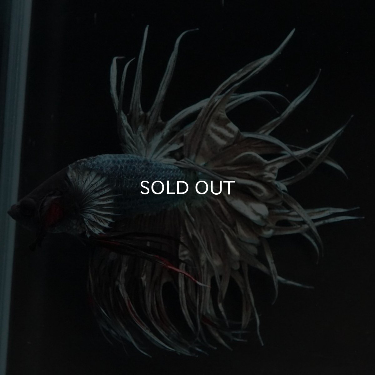 画像2: KCT　カッパー (2)