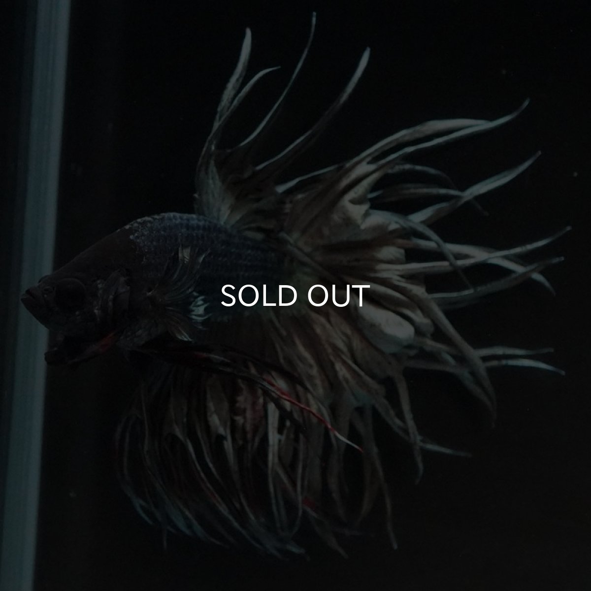 画像12: KCT　カッパー (12)