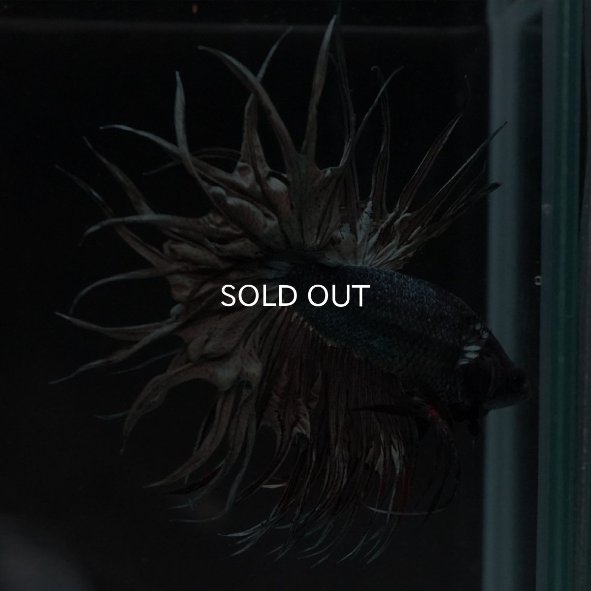 画像9: KCT　カッパー (9)