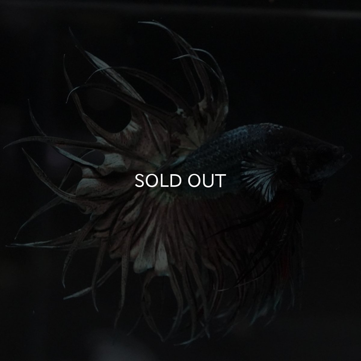 画像7: KCT　カッパー (7)