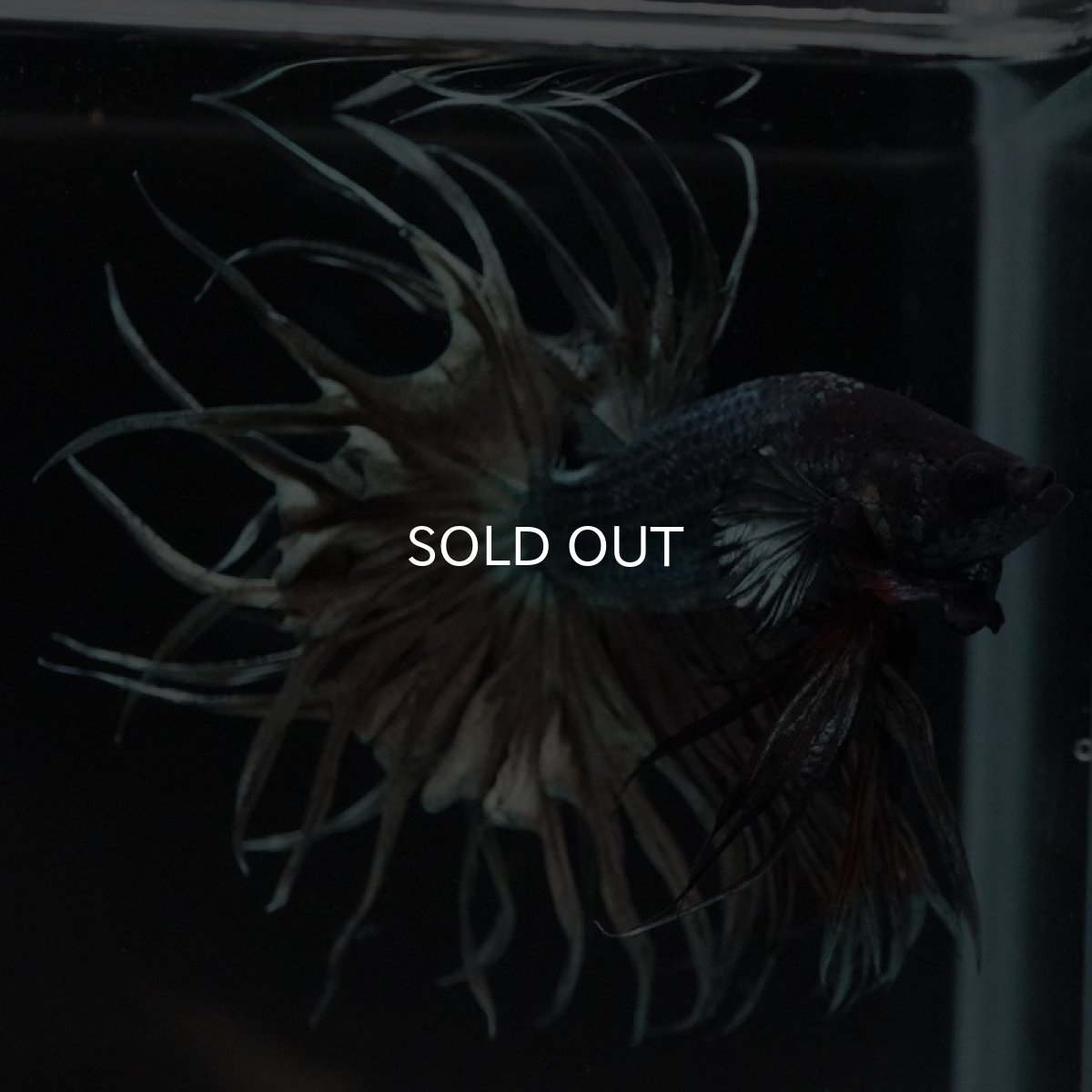 画像5: KCT　カッパー (5)