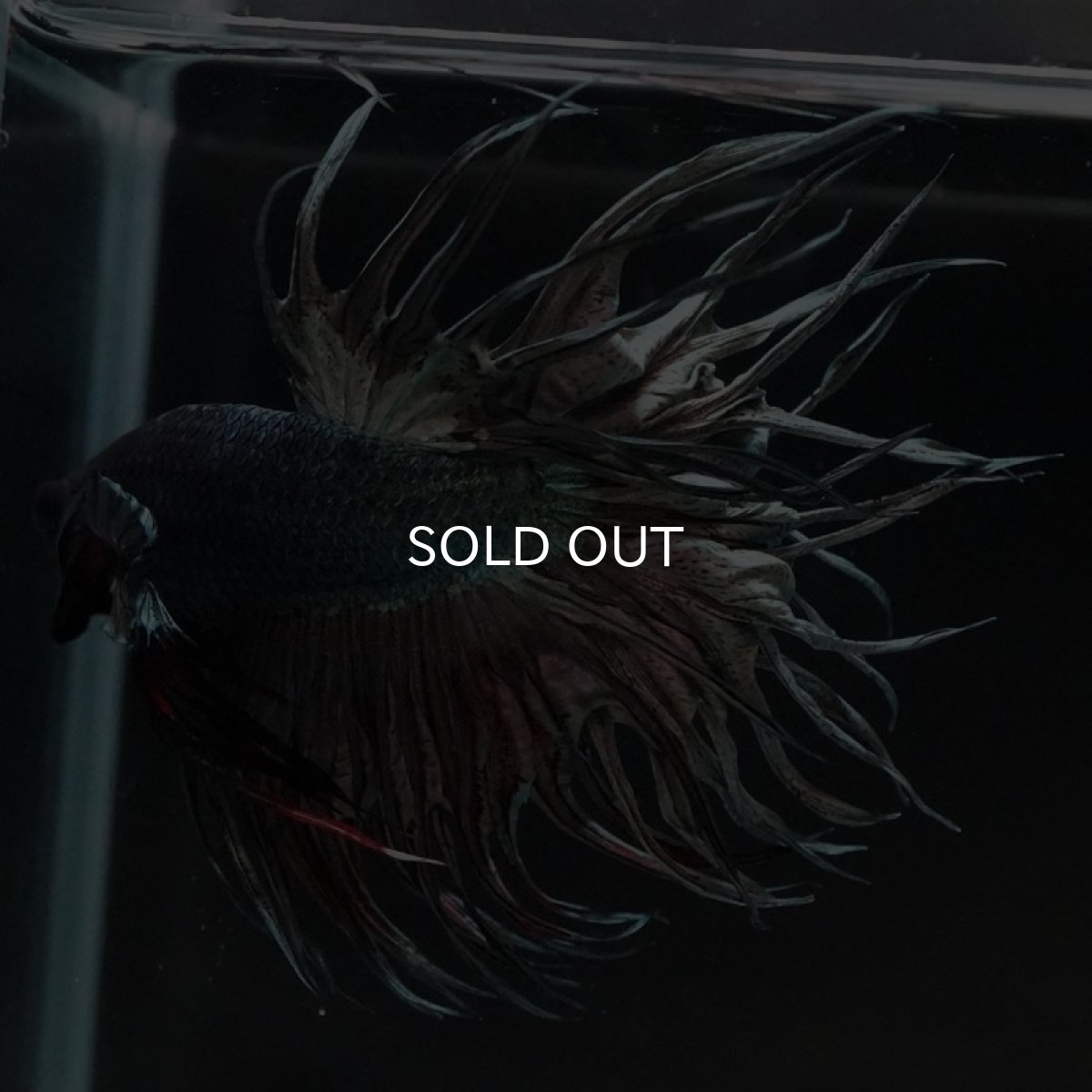 画像10: KCT　カッパー (10)