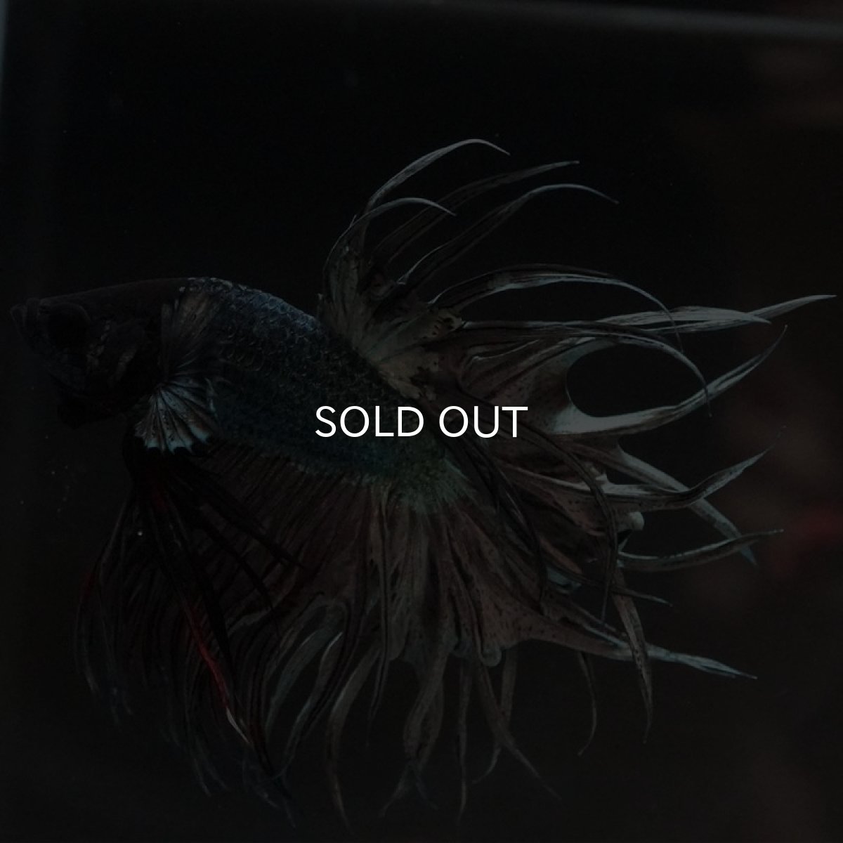 画像8: KCT　カッパー (8)