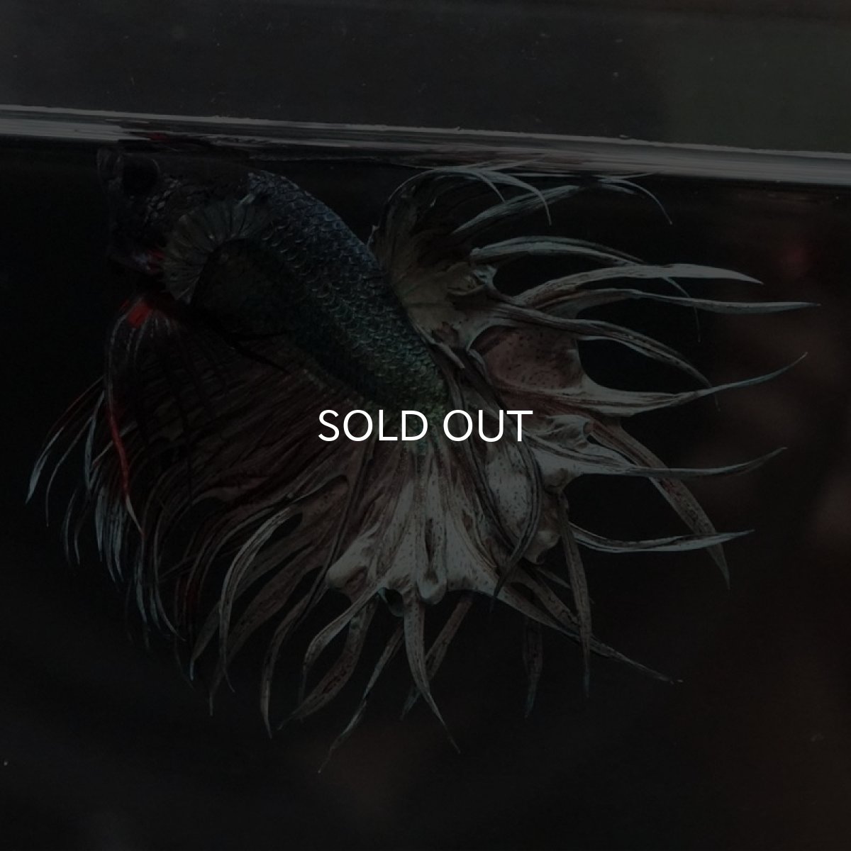 画像6: KCT　カッパー (6)