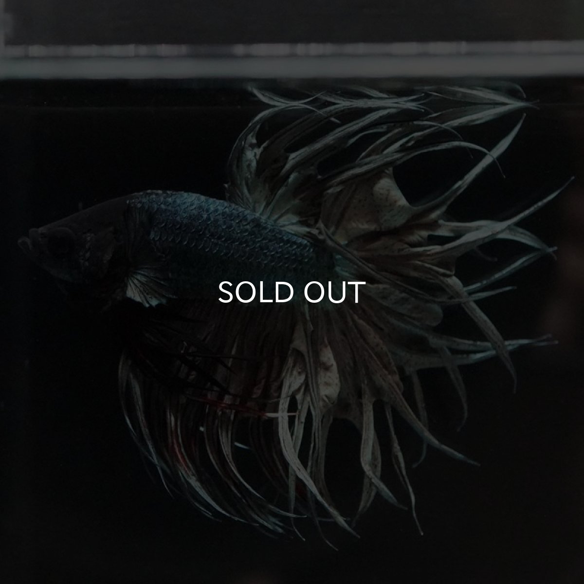 画像4: KCT　カッパー (4)