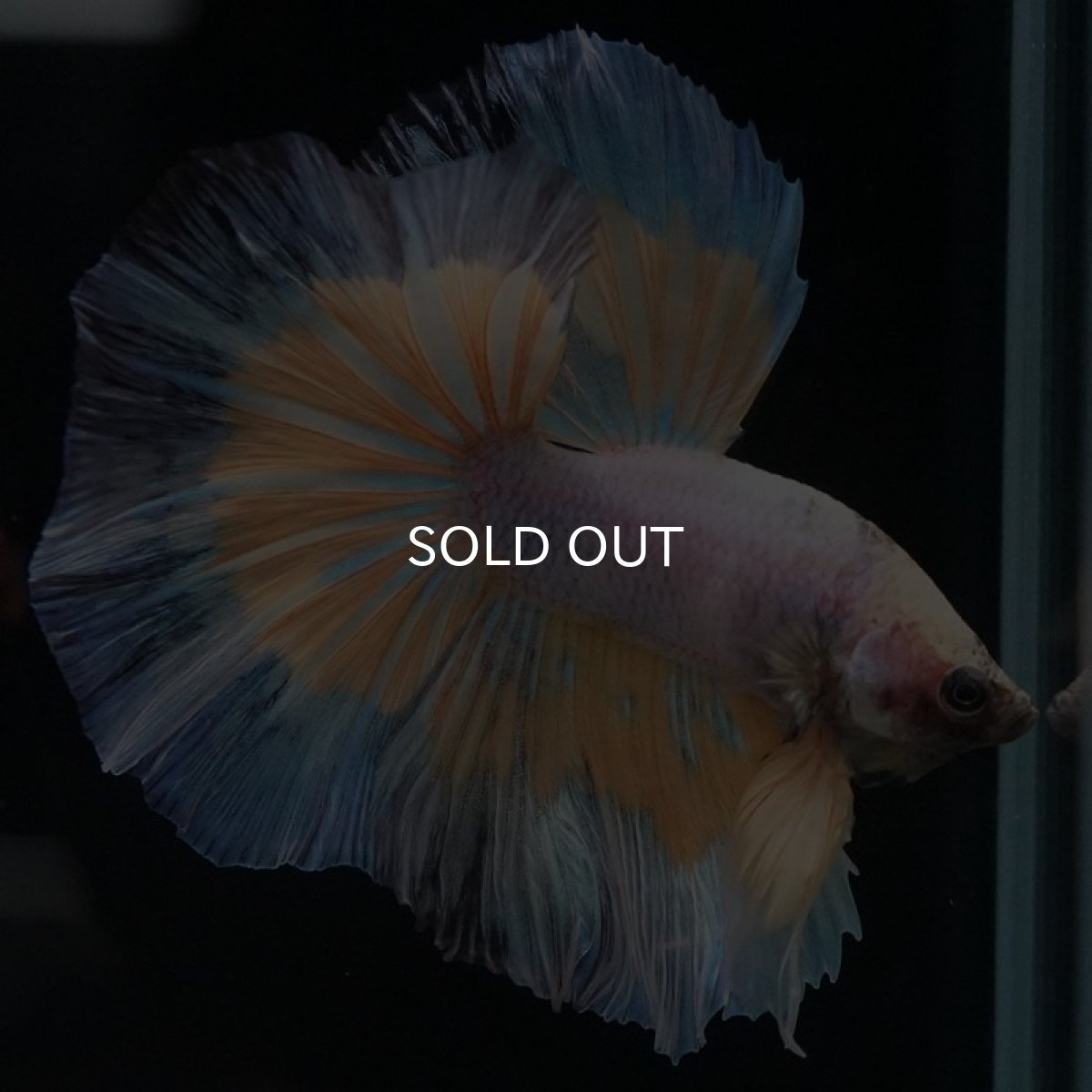 画像11: HM　ファンシー (11)