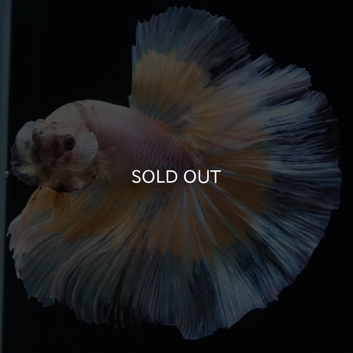 画像10: HM　ファンシー (10)