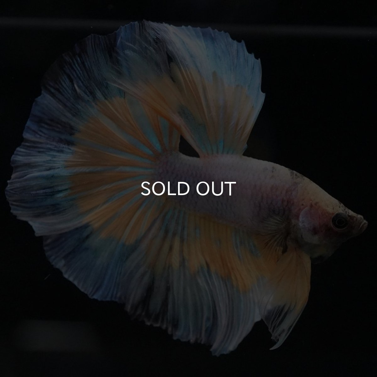 画像9: HM　ファンシー (9)