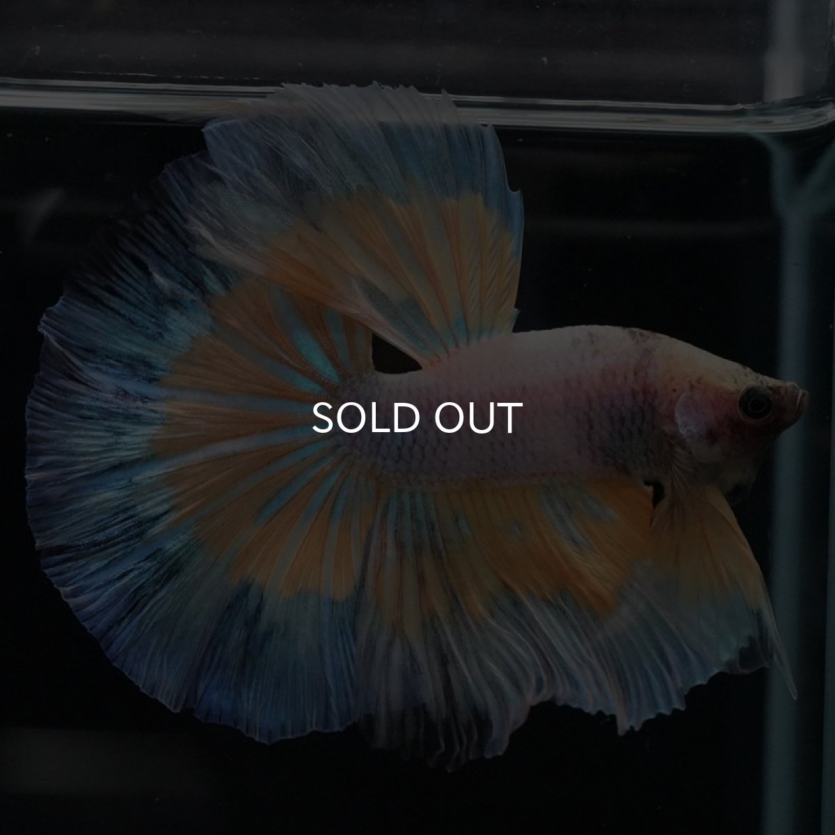 画像7: HM　ファンシー (7)