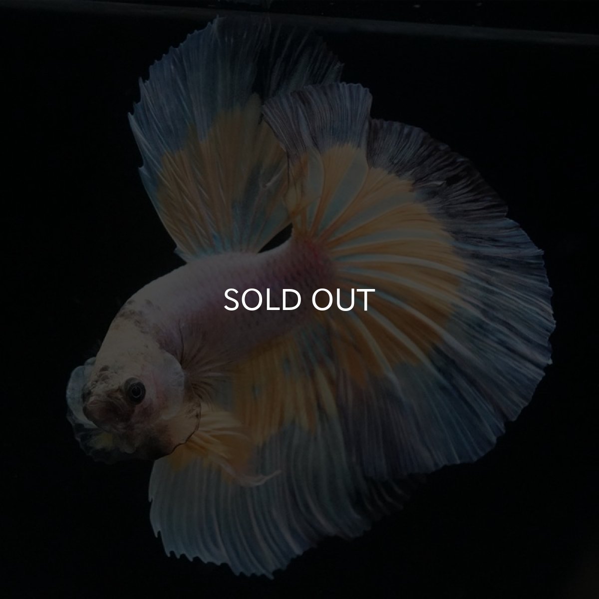 画像8: HM　ファンシー (8)