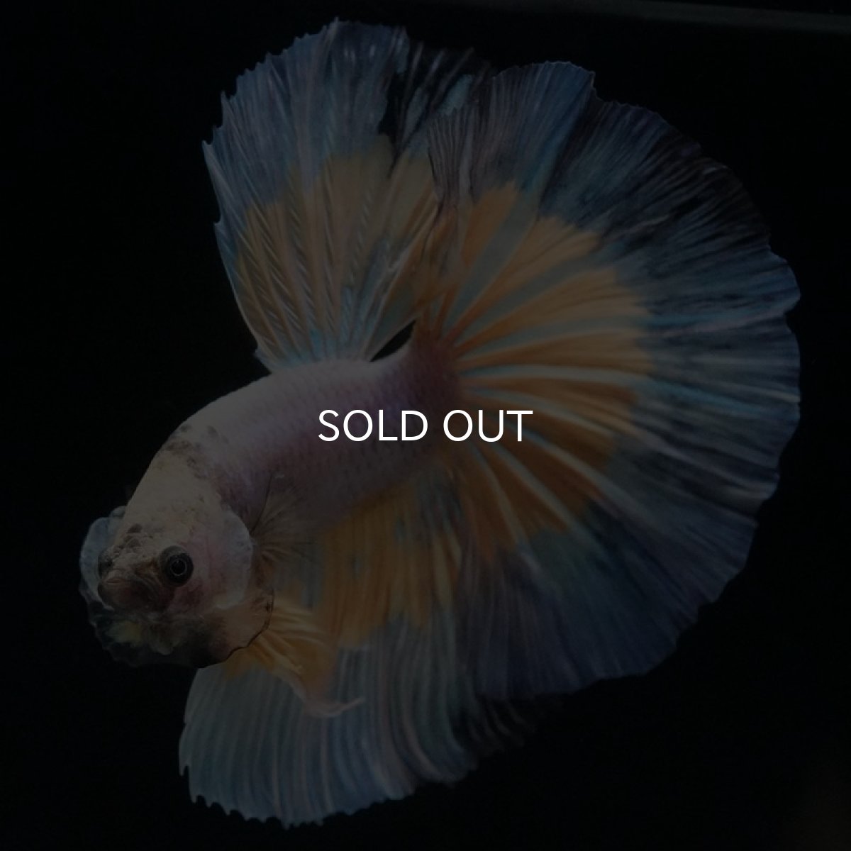 画像2: HM　ファンシー (2)