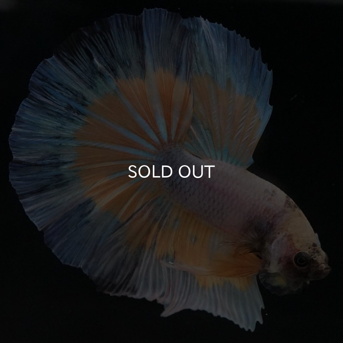 画像3: HM　ファンシー (3)