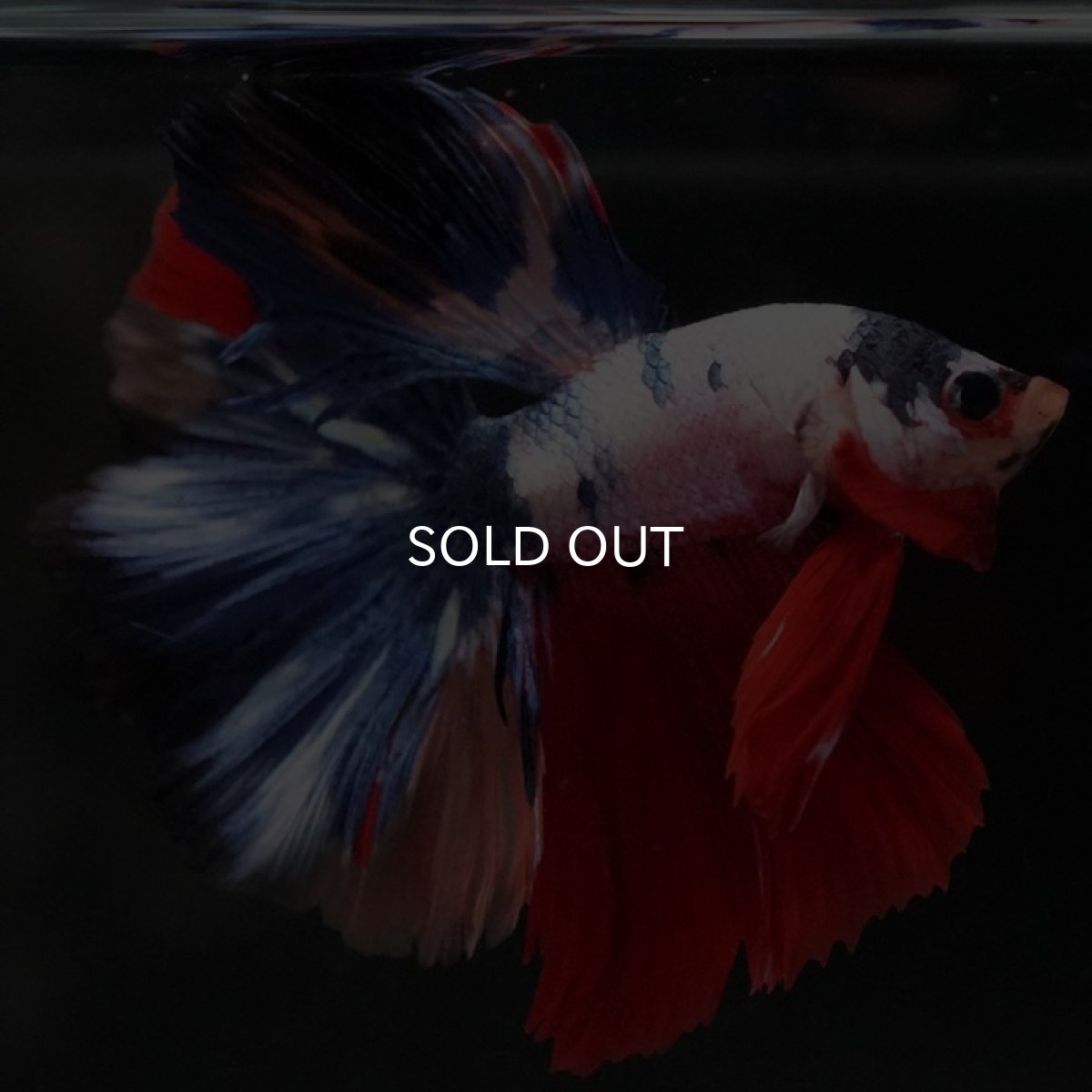 画像9: HM ホワイトファンシー (9)