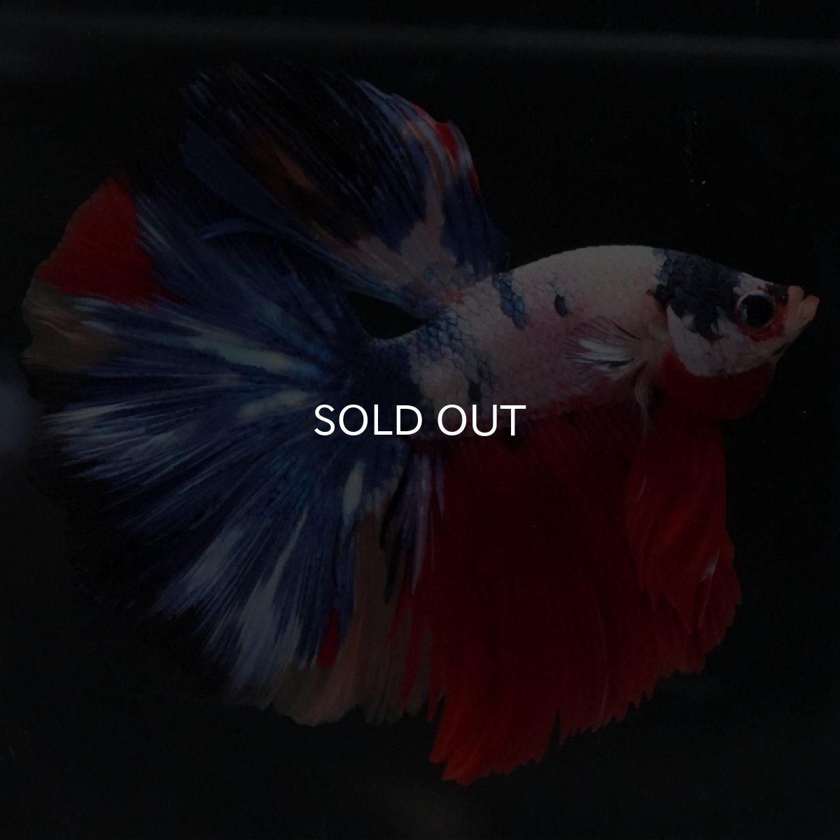 画像8: HM ホワイトファンシー (8)