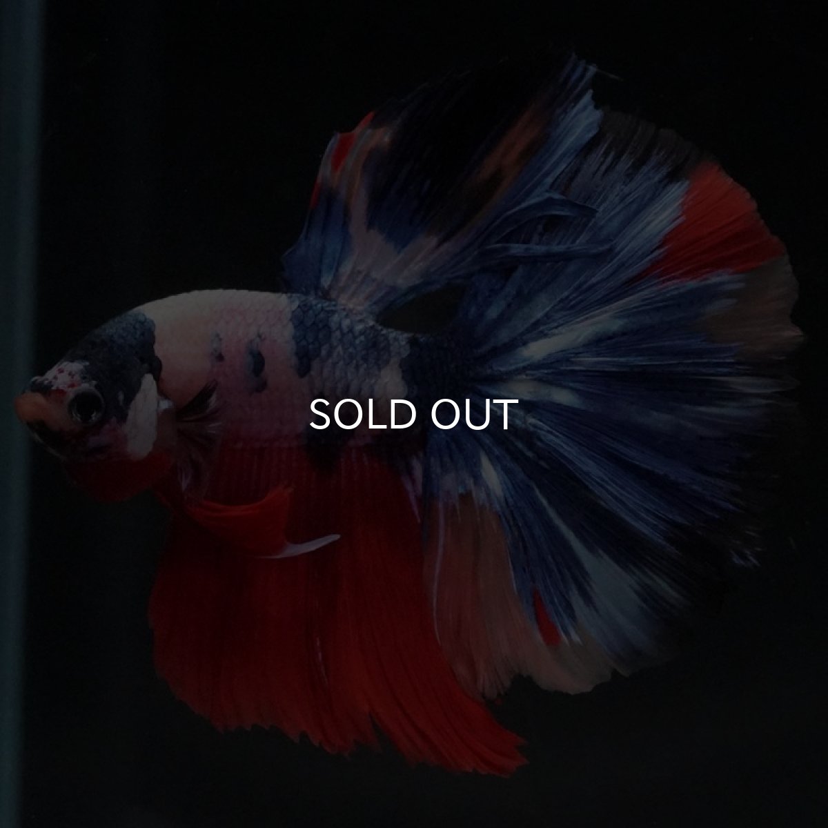 画像6: HM ホワイトファンシー (6)