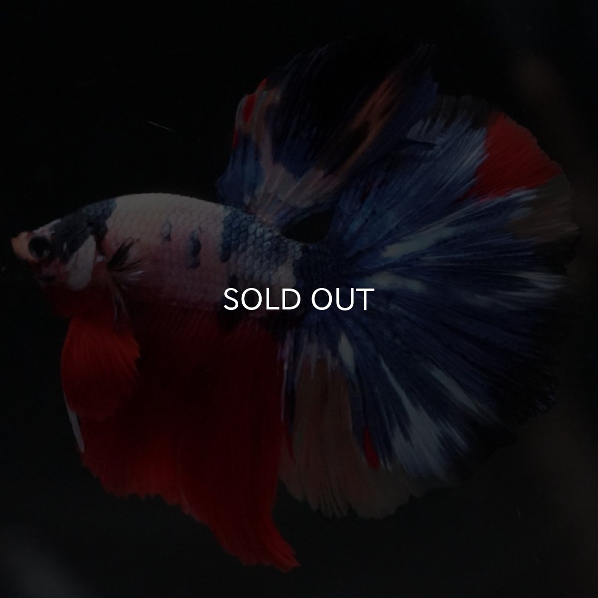 画像2: HM ホワイトファンシー (2)