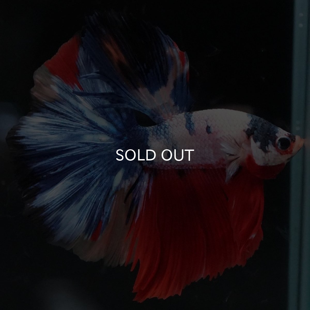 画像5: HM ホワイトファンシー (5)