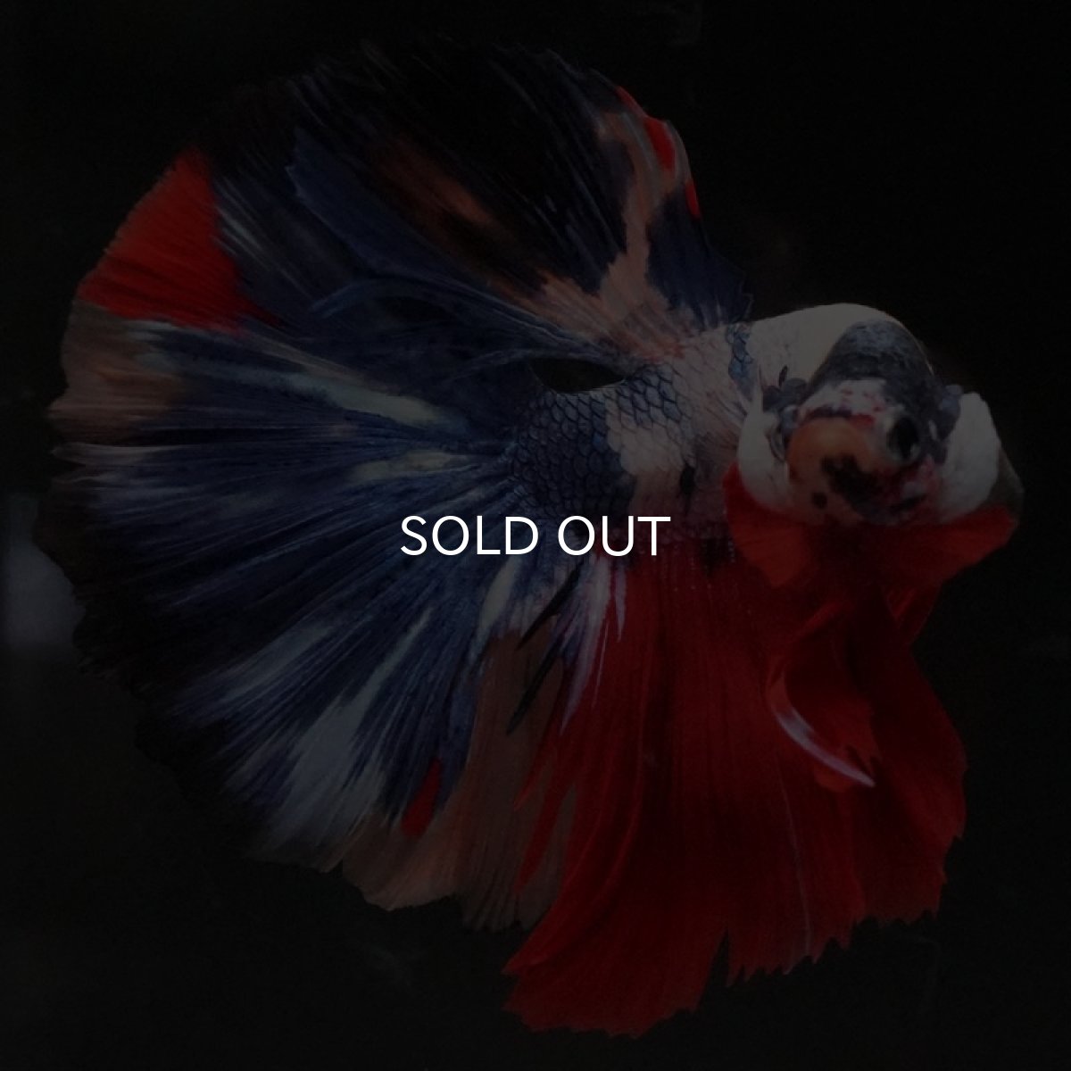 画像3: HM ホワイトファンシー (3)