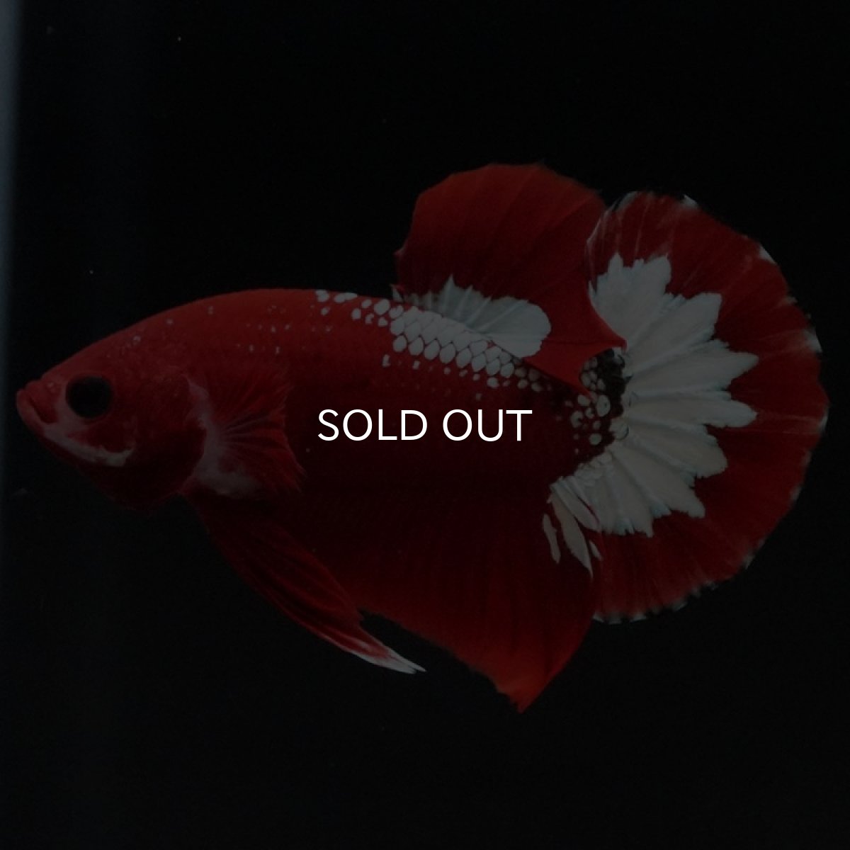 画像5: HMPK ヘルボーイ (5)