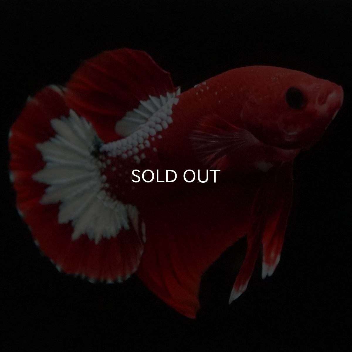 画像6: HMPK ヘルボーイ (6)