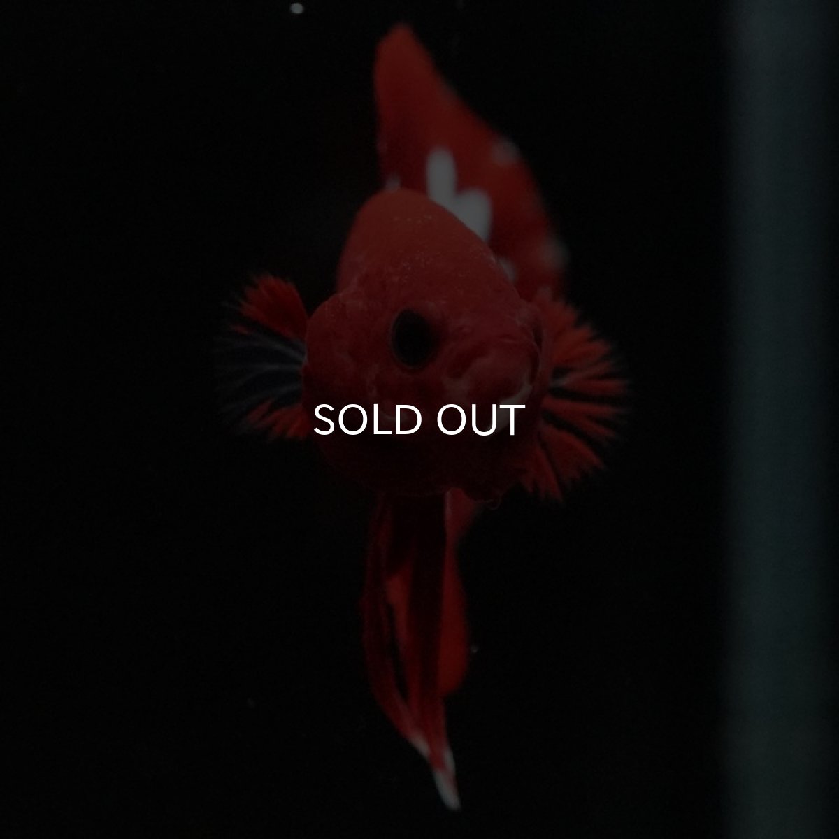 画像2: HMPK ヘルボーイ (2)