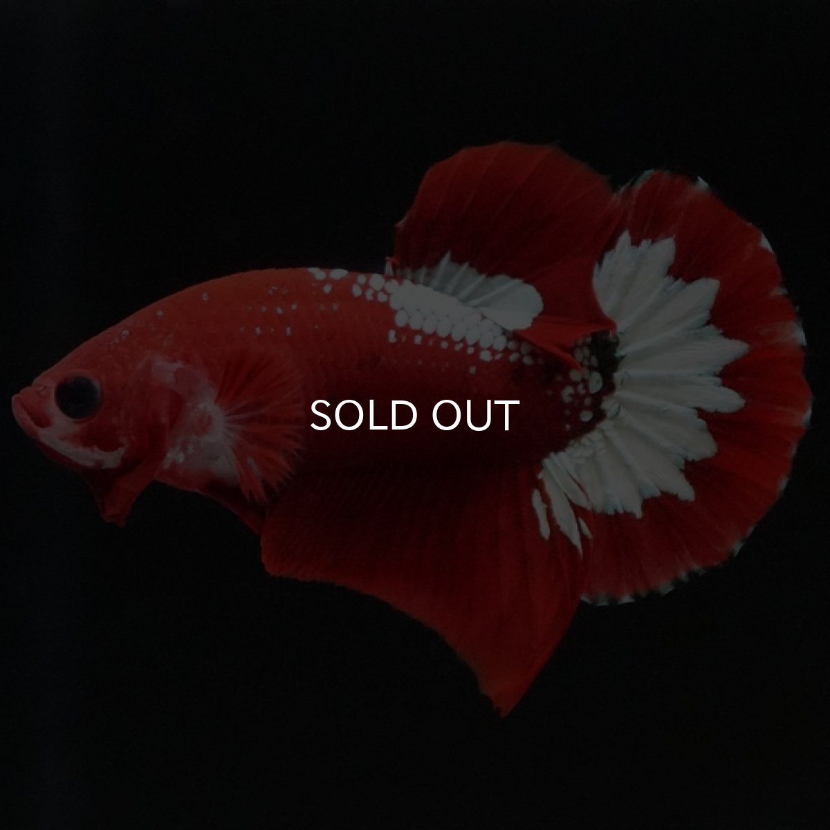 画像3: HMPK ヘルボーイ (3)