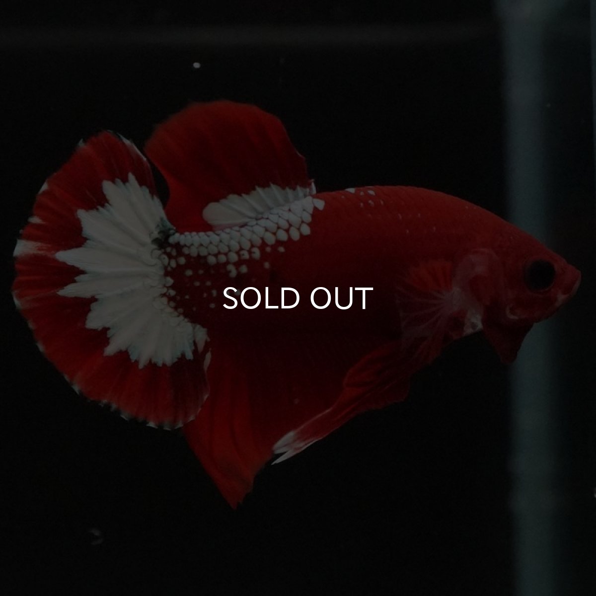 画像4: HMPK ヘルボーイ (4)