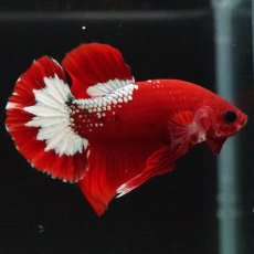 画像4: HMPK　ヘルボーイ (4)