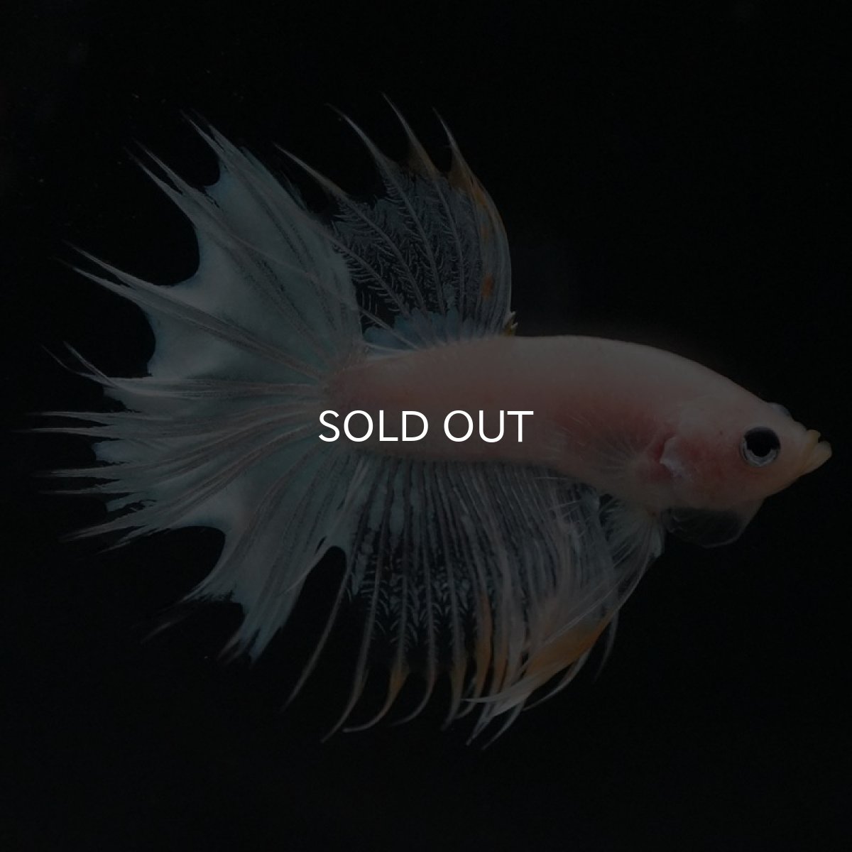 画像3: CT　ホワイトファンシー (3)