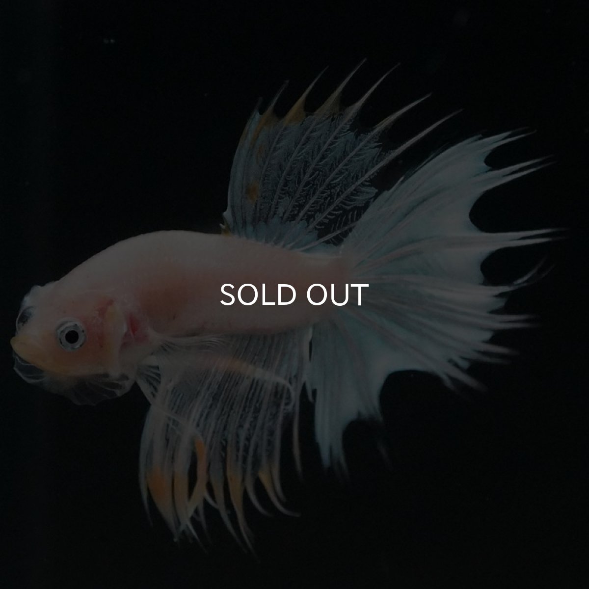 画像7: CT　ホワイトファンシー (7)