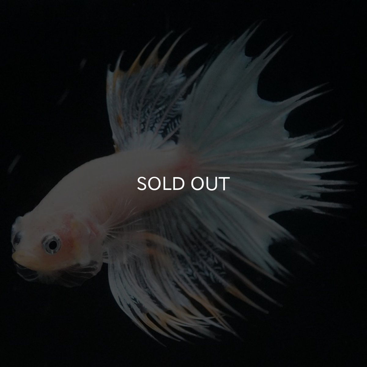 画像2: CT　ホワイトファンシー (2)