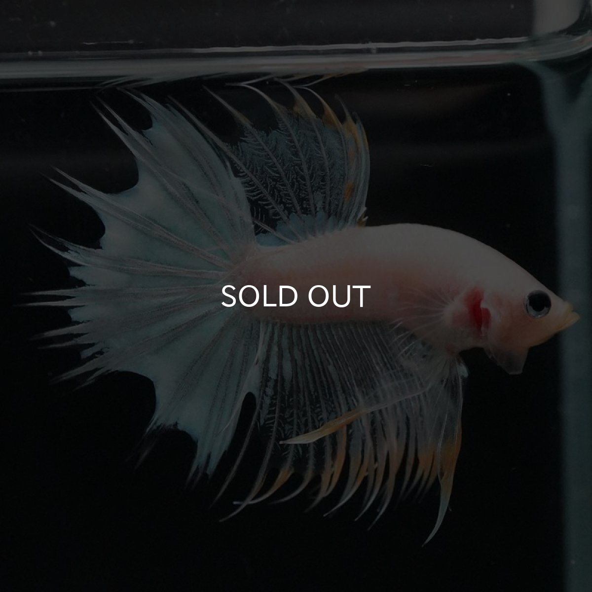 画像5: CT　ホワイトファンシー (5)