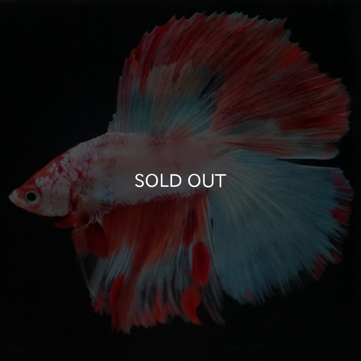 画像2: DTHM ホワイトファンシー  (2)