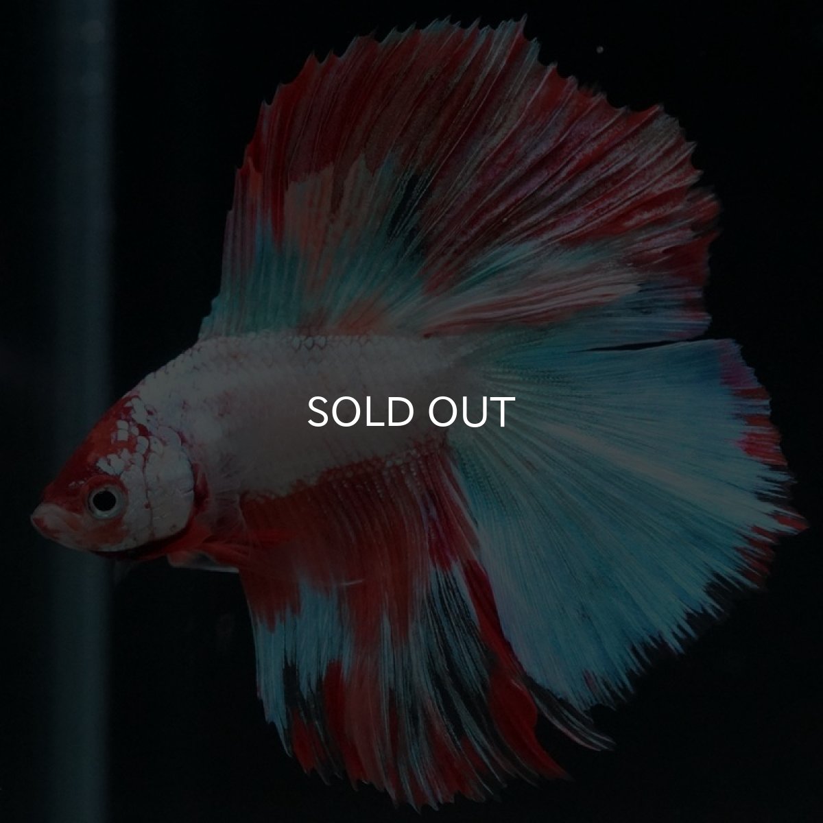 画像7: DTHM ホワイトファンシー  (7)