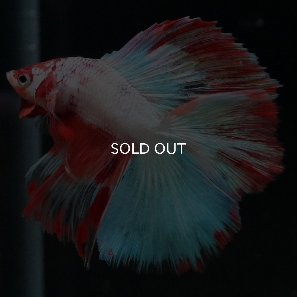 画像5: DTHM ホワイトファンシー  (5)