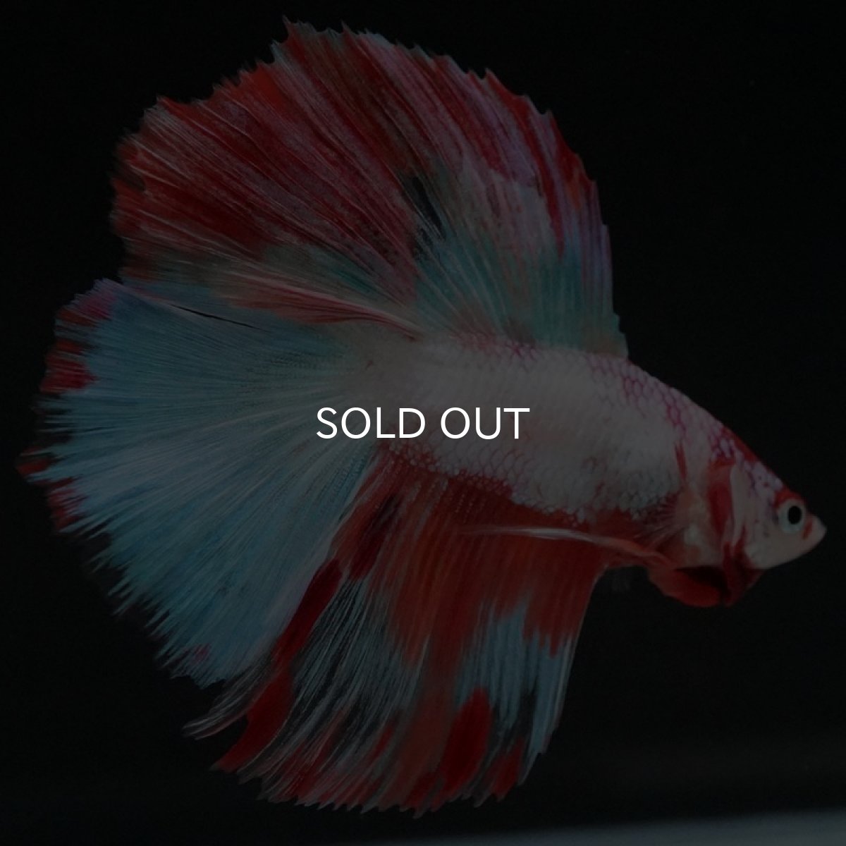 画像3: DTHM ホワイトファンシー  (3)