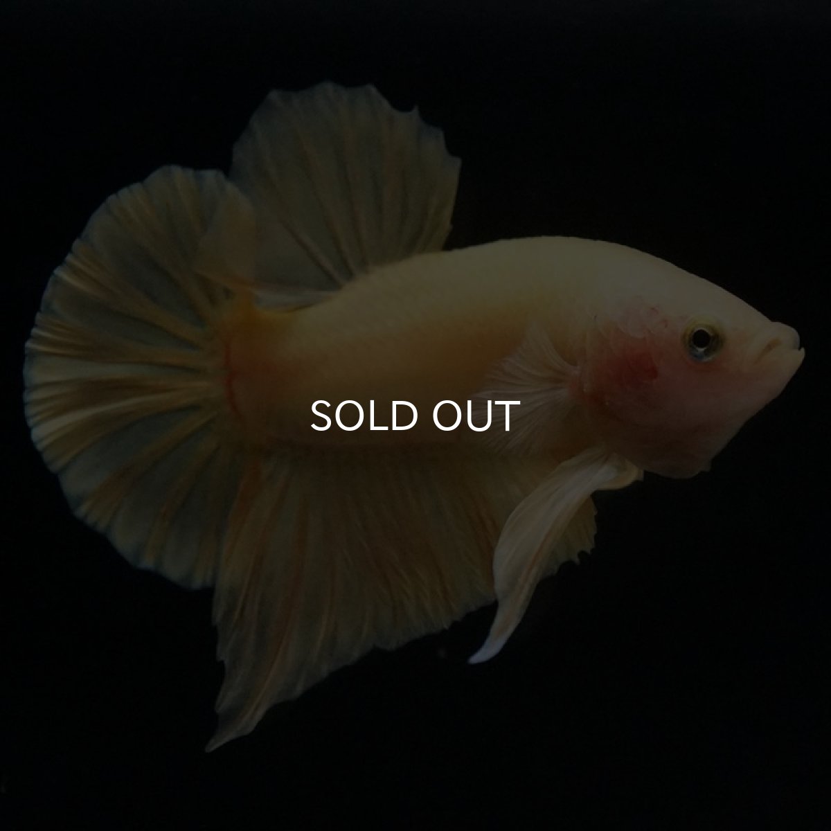 画像7: HMPK ソリッドイエロー (7)