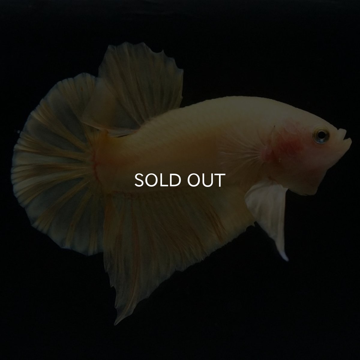 画像5: HMPK ソリッドイエロー (5)