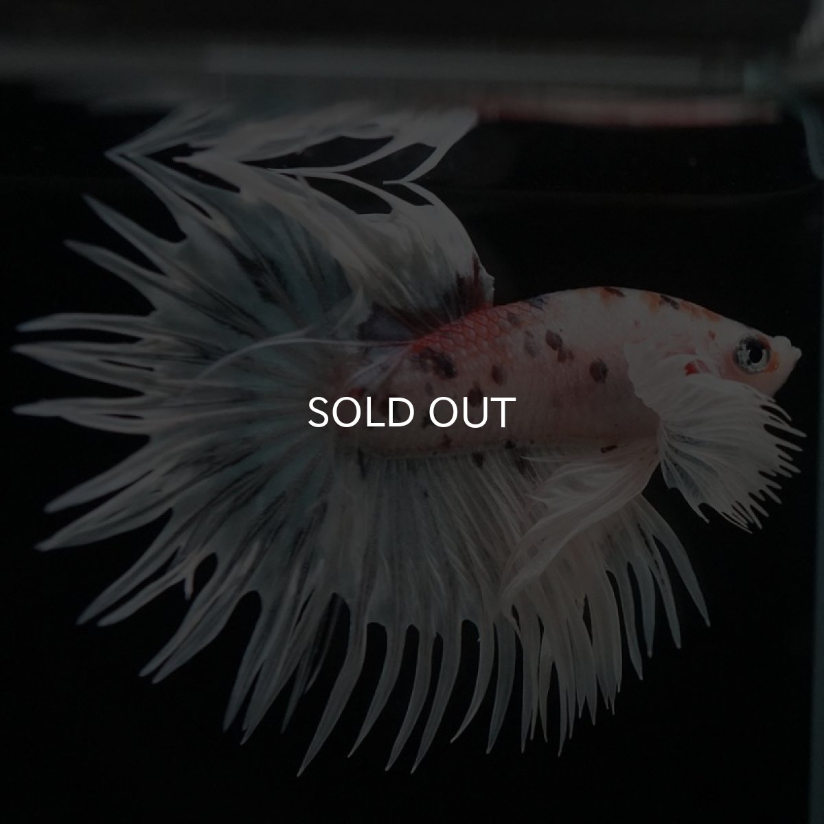 画像2: CTダンボ ファンシー (2)