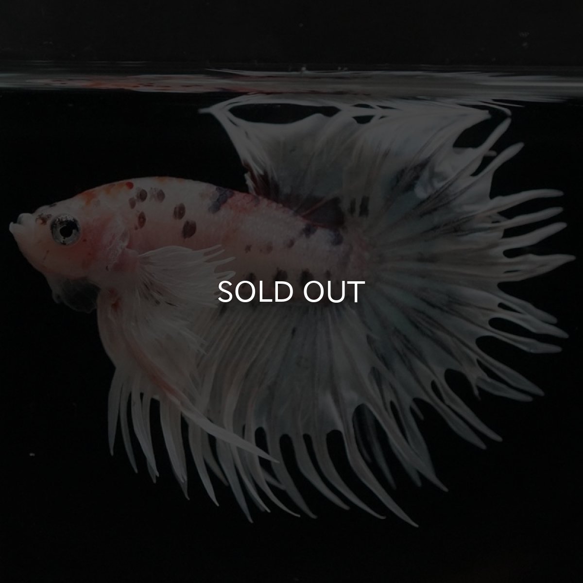 画像4: CTダンボ ファンシー (4)