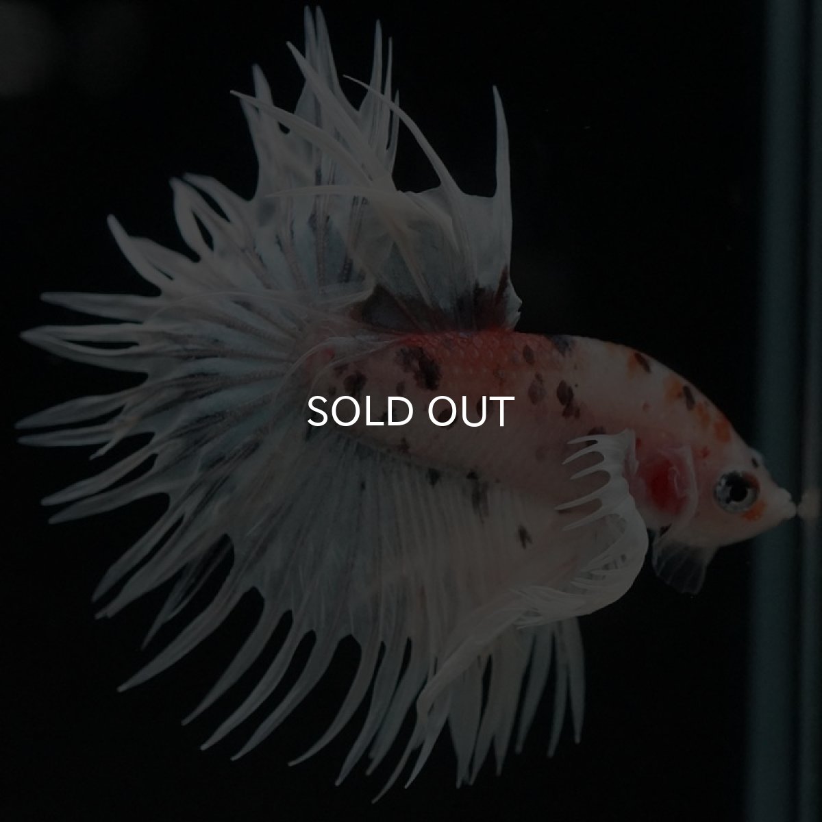 画像6: CTダンボ ファンシー (6)