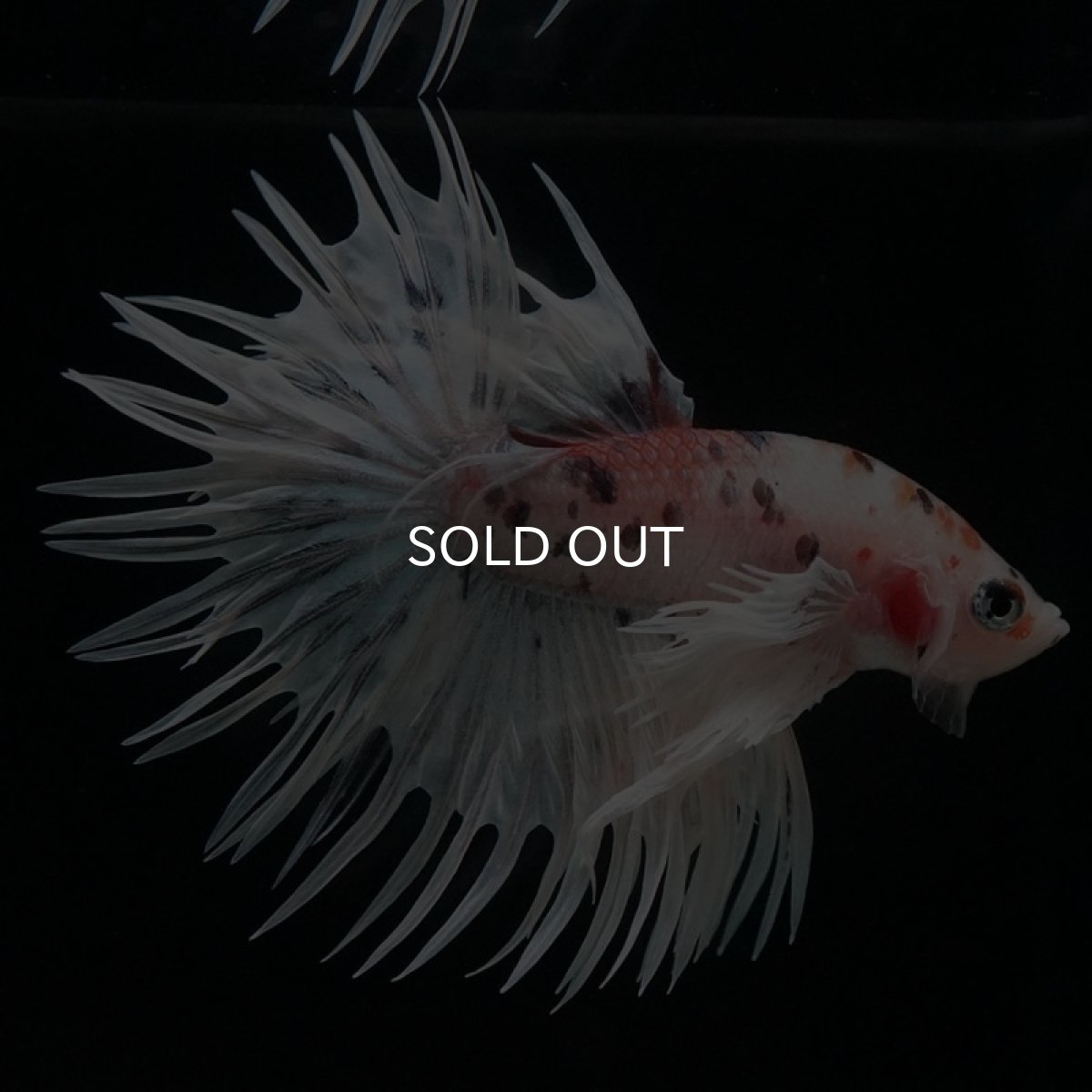 画像5: CTダンボ ファンシー (5)