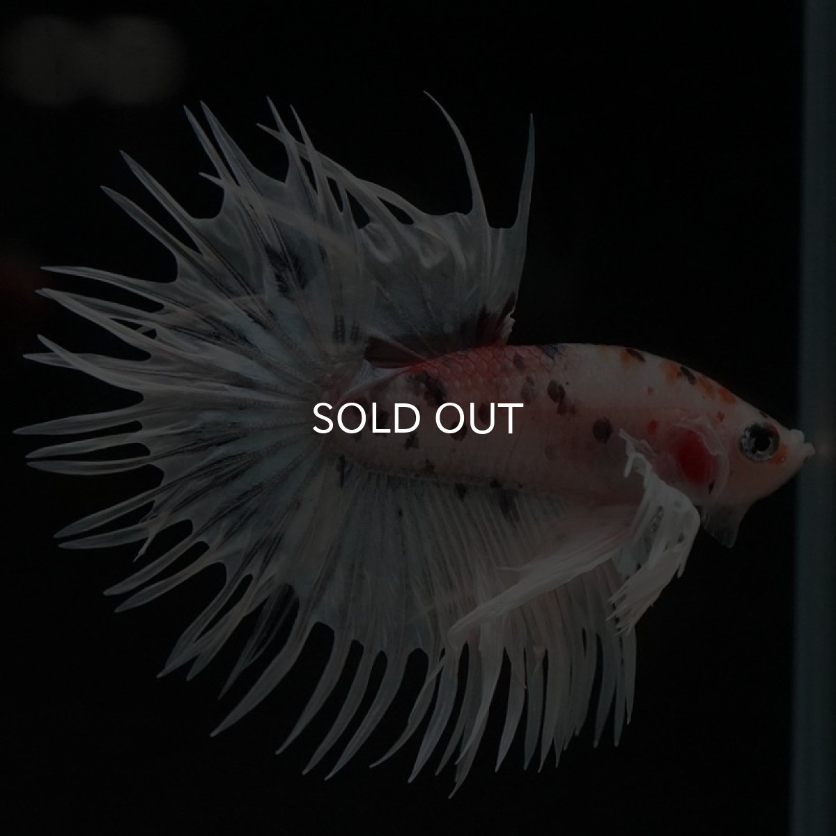 画像3: CTダンボ ファンシー (3)