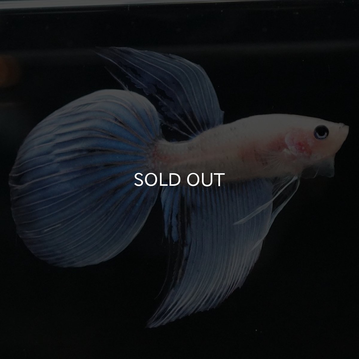 画像7: VT ファンシー (7)