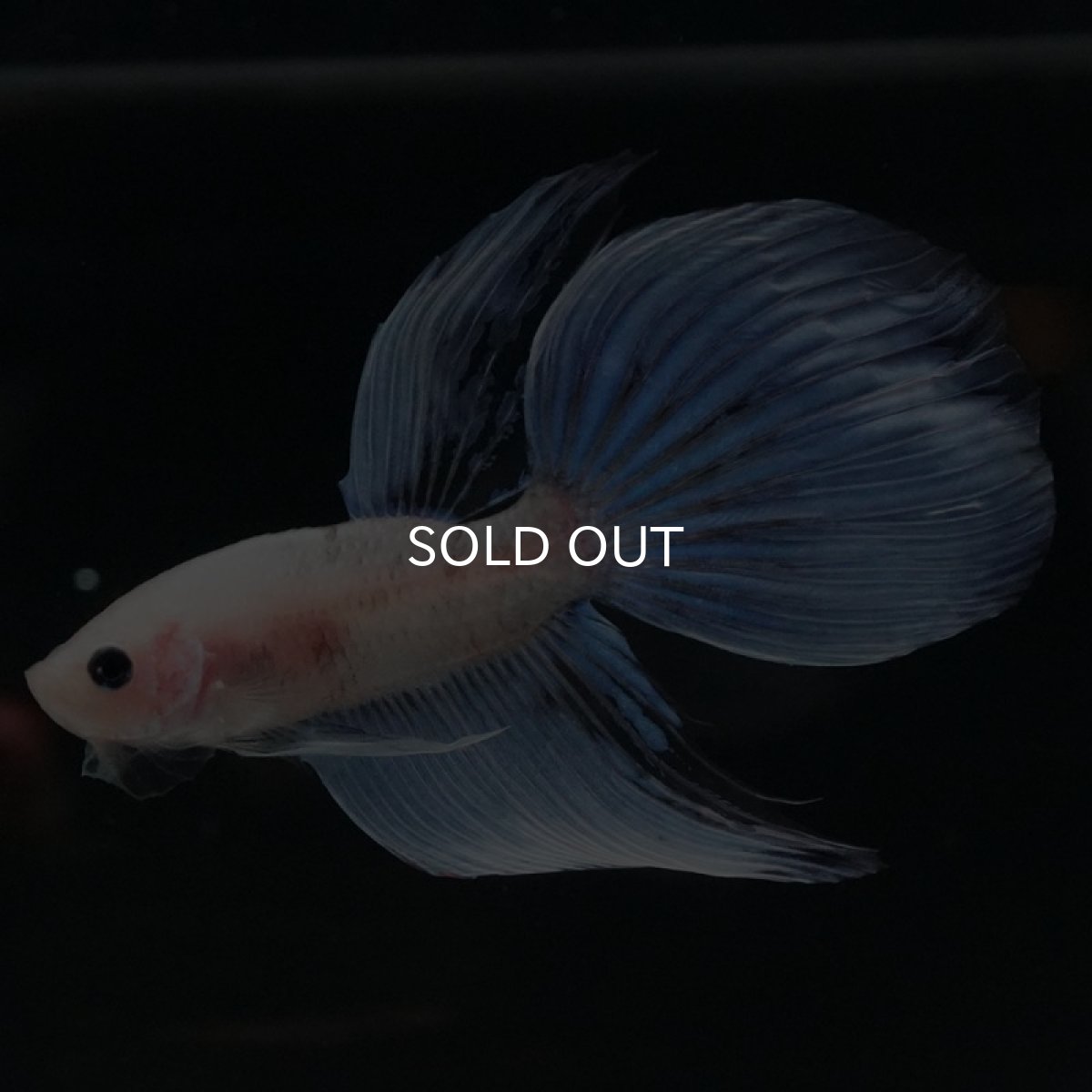 画像6: VT ファンシー (6)